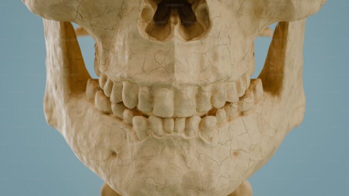 new-child-fossil-teeth-reveal-why-humans-developed-an-unusually-long-childhood