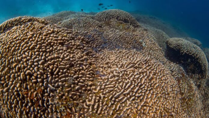 scientists-discover-world’s-largest-coral-discovered-in-solomon-islands