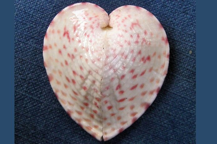 heart-shaped-clams-channel-sunlight-using-fiber-optic-like-structures,-says-study