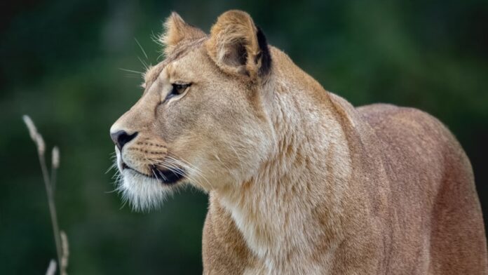 mountain-lions-in-los-angeles-are-turning-nocturnal-due-to-humans-encroaching-their-habitat,-study-finds